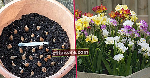 Mempesona Seluruh Rumah: Menumbuhkan Bunga Freesia Langkah demi Langkah dalam Pot dan Merawatnya