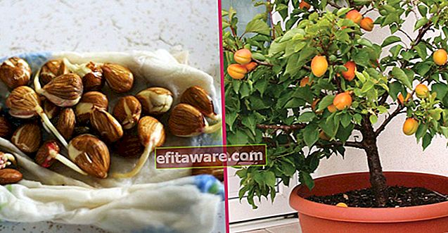 Cara paling hijau untuk menilai biji benih: Bagaimana cara menanam aprikot di periuk langkah demi langkah?
