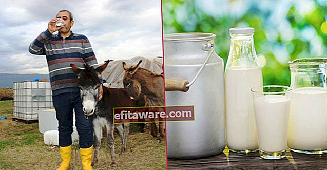 리터당 100 리라에 판매되는 모유에 해당하는 자연의 기적 : 당나귀 우유