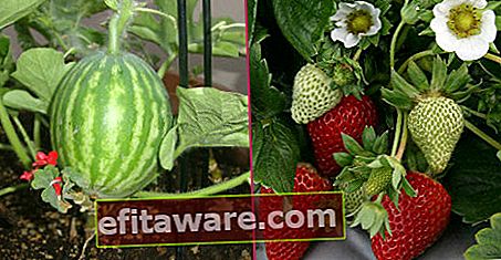 10 Informasi Ramah Alam Yang Akan Mengubah Balkon Anda Menjadi Kebun Sayur Dan Buah