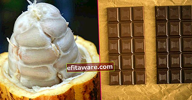 Die mit Serotonin gefüllte Reise von Kakao aus einer winzigen Bohne, die in Schokolade verwandelt wurde