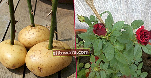 Bringen Sie den Frühling Schritt für Schritt auf die Balkone: Züchten Sie eine Kartoffelrose