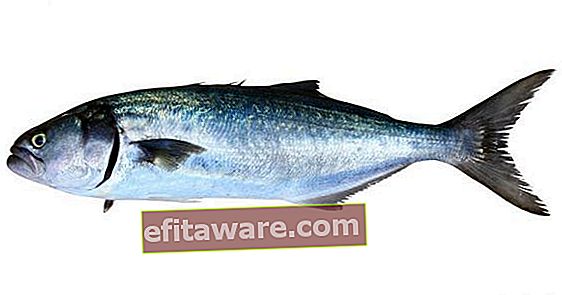 Ukuran Ikan Menurut Undang-undang: Ikan Mana Yang Harus Berapakah Beratus Sentimeter?
