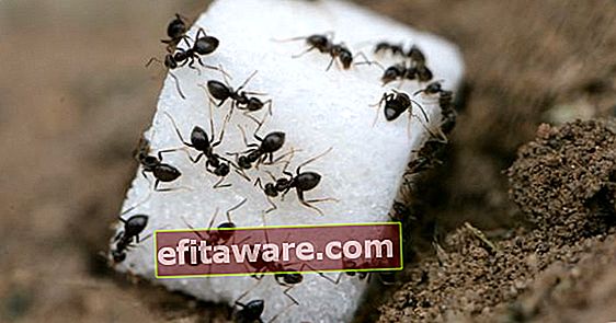 주방이있는 사람이라면 알아야 할 사항 : 개미를 제거하는 방법?