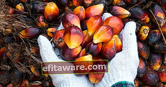 5 Dinge, die Sie über Palmöl wissen müssen, das am meisten über Palmöl gesprochen wird