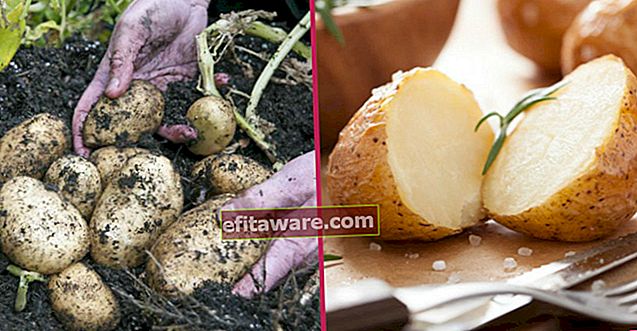 Kartoffeln: Schritt für Schritt zu Hause wachsen, um die interessanten Vorteile für alle zu nutzen: