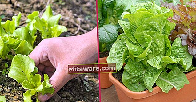 Das Frischeste wird immer zur Hand sein: Wie man Schritt für Schritt Salat im Topf anbaut?