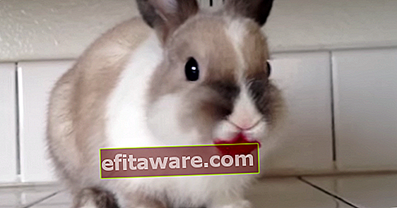 กระต่ายกินราสเบอร์รี่โดยไม่รู้ตัวว่าเป็นสัตว์ที่น่ารักที่สุดในโลก