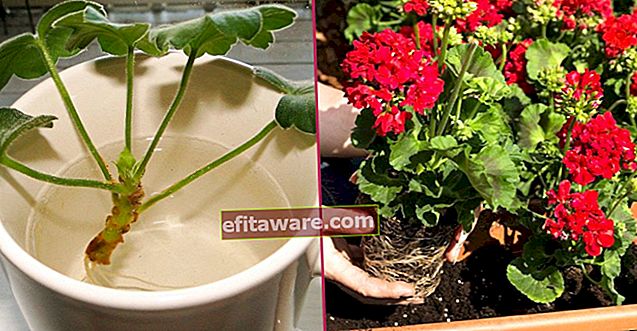 Halten Sie die Blumen üppig: Geranienpflege Schritt für Schritt, vom Pflanzen bis zur Fortpflanzung