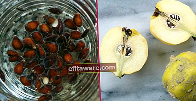Tienilo da tosse, ustioni e macchie di acne, soluzione a molti problemi: semi di mela cotogna