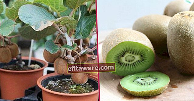 Beberapa bahan dan sedikit kesabaran sudah cukup: bagaimana cara menanam kiwi?