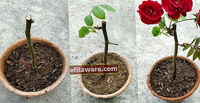 Come coltivare in un vaso passo dopo passo per prendersi cura: come coltivare una rosa a casa?