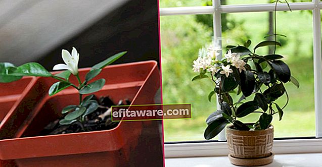 Incanta la tua casa con la sua fragranza incantevole: la cura dei fiori di gelsomino dall'irrigazione alla riproduzione