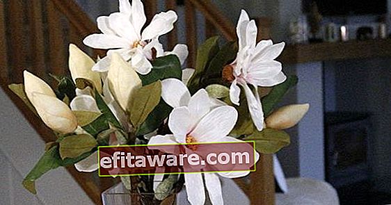 Eine zarte und elegante Blume, die zu jeder Jahreszeit grün bleibt: Magnolia Care at Home